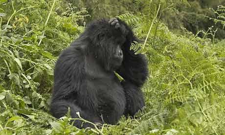 mountain gorilla in Rwanda