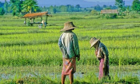 Thai-rice-farmers-400x276.jpg