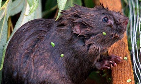 The water vole is the UK s fastest declining mammal