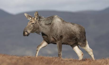 Son of MFI founder makes moose loose is his hoose (well, his estate in Scotland)