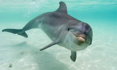 A bottlenose dolphin