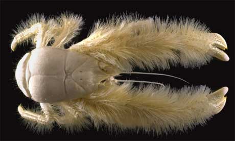 Eyeless yeti crab from hydrothermal vents