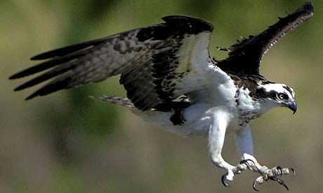 An osprey ready to pounce