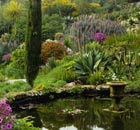 The Abbey Gardens on Tresco in the Scilly Isles