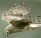 An adult female Hen harrier in flight whilst hunting