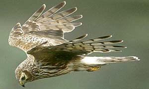 An adult female Hen harrier in flight whilst hunting