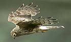 An adult female Hen harrier in flight whilst hunting