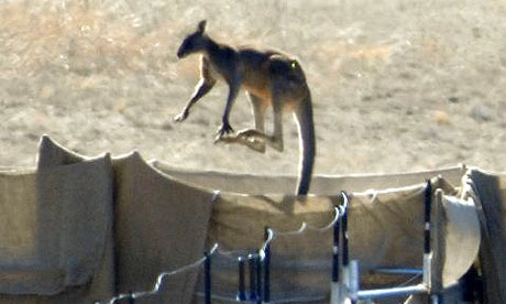 A kangaroo tries to escape a culling pen at a military base near Canberra