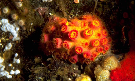 Floreana coral