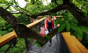 Family on the treetop