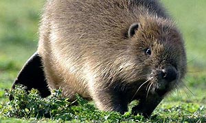 Up to four families of beavers are to be released in a secluded forest in south-west Scotland