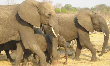 Elephants in Zimbabwe's Hwange national park
