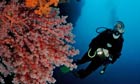 Divers swim beside a coral reef in Indonesia
