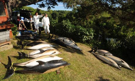 Naval Live Fire Exercise | Dolphin deaths: Expert suggests 'mass suicide'