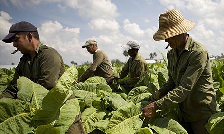  Farmers work in a tobacco field in the western province of Pinar del Rio, Cuba