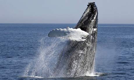 Flippers of humpback whale inspiration for wind turbine