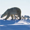 Bears cif series