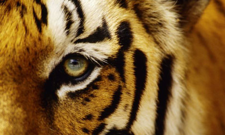 Singapore  Incident Pictures on Current Affairs From The World  Tigers Kill Singapore Zoo Cleaner