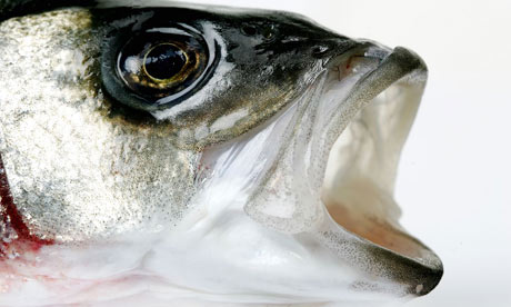 Sustainable fish