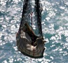Bullock winched to safety