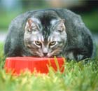 Overweight pet cat