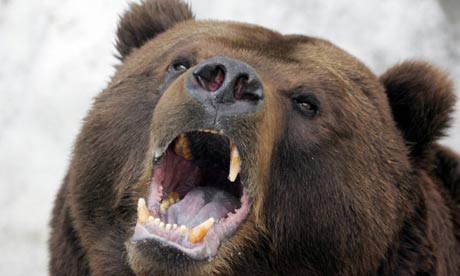 Bears- They love the taste of human flesh.