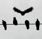 Pigeons rest on power lines