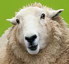 A sheep