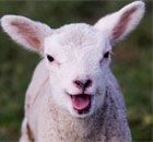 Lamb