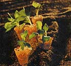 Ferran Adria's 3Ds with ras el hanout and lemon basil shoots