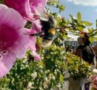 Chelsea Flower Show