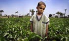 Child Labor in Egypts Cotton fields