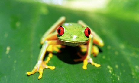 Frog on green leaf