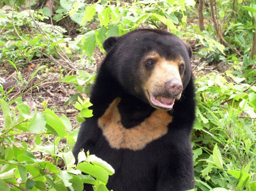 http://image.guim.co.uk/Guardian/environment/gallery/2007/nov/12/wildlife/Sun-bear-C-Gabriella-Fredri-6334.jpg