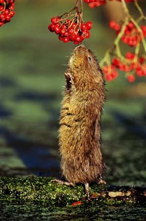 http://image.guim.co.uk/Guardian/environment/gallery/2007/nov/20/wildlife/GD5381373@Water-vole-(Arvicola--8535.jpg