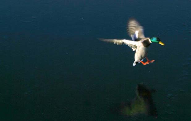 http://image.guim.co.uk/Guardian/environment/gallery/2007/nov/20/wildlife/PD4252785@A-male-mallard-duck-b-921.jpg