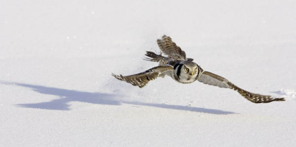 http://image.guim.co.uk/Guardian/environment/gallery/2007/oct/24/wildlife.photography/GD5093787@Image-and-information-1275.jpg