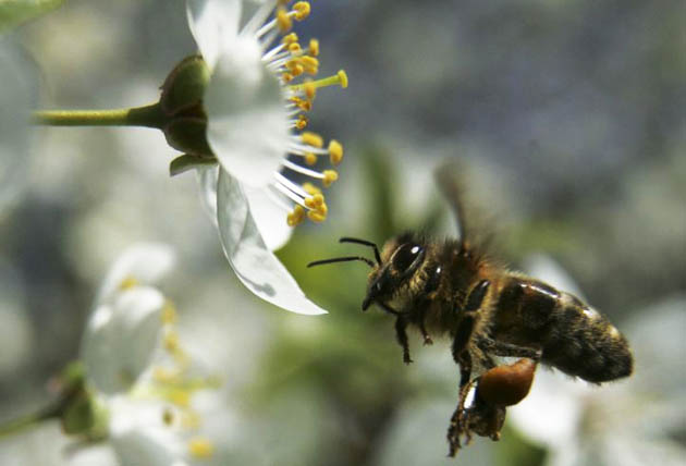 http://image.guim.co.uk/Guardian/environment/gallery/2008/may/01/wildlife/GD7076549@A-bee-flies-to-a-flow-5367.jpg