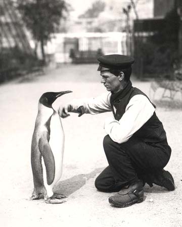 http://image.guim.co.uk/Guardian/science/gallery/2007/oct/01/wildlife/King-Penguin-1914-3620.jpg