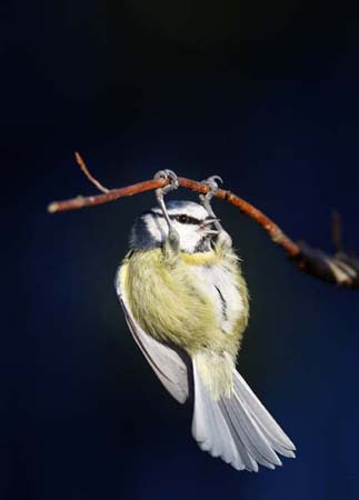 http://image.guim.co.uk/Guardian/world/gallery/2007/dec/20/2/GD5679274@A-Blue-Tit-ha0030-1958.jpg