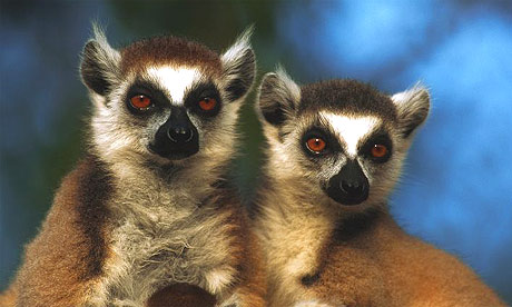 Lemurs in Madagascar