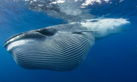 Whales flee from military sonar leading to mass strandings, research shows A-Brydes-whale-007