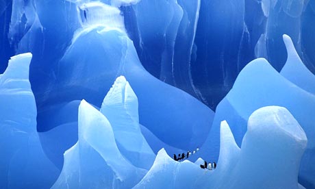 Penguins on an iceberg in Antarctica