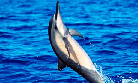 A spinner dolphin dances across the water
