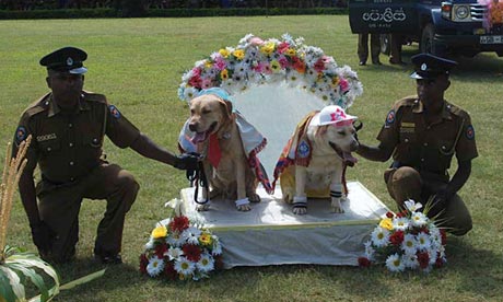 Police dog wedding in Sri Lanka