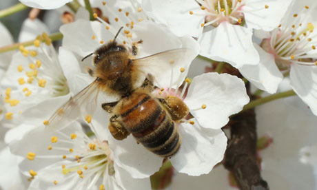Beekeepers report higher loss rates In bee population